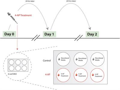 Modeling seizure networks in neuron-glia cultures using microelectrode arrays